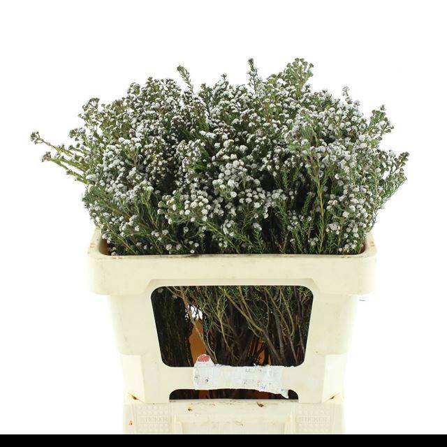 <h4>PHYLICA PANICULATA</h4>