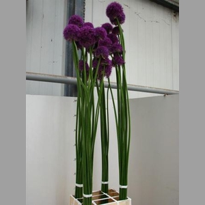 Allium Grootbloemig