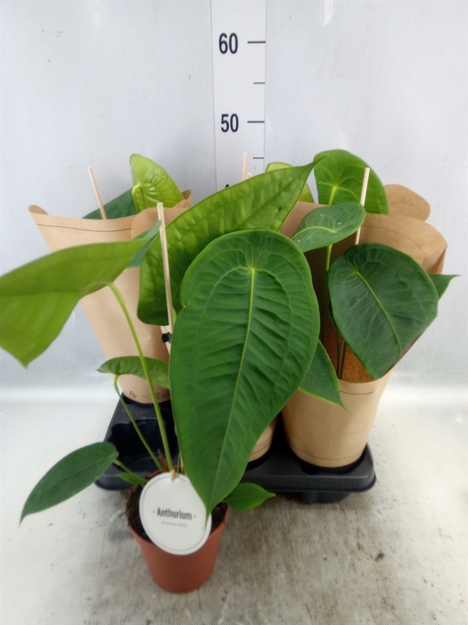 <h4>Anthurium   ...</h4>