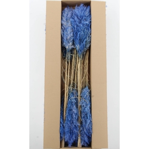 DF Pampas 115cm Cobalt