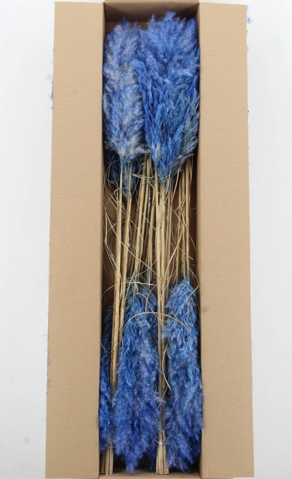 <h4>DF Pampas 115cm Cobalt</h4>