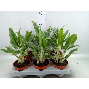 Aglaonema  'Greyhound'