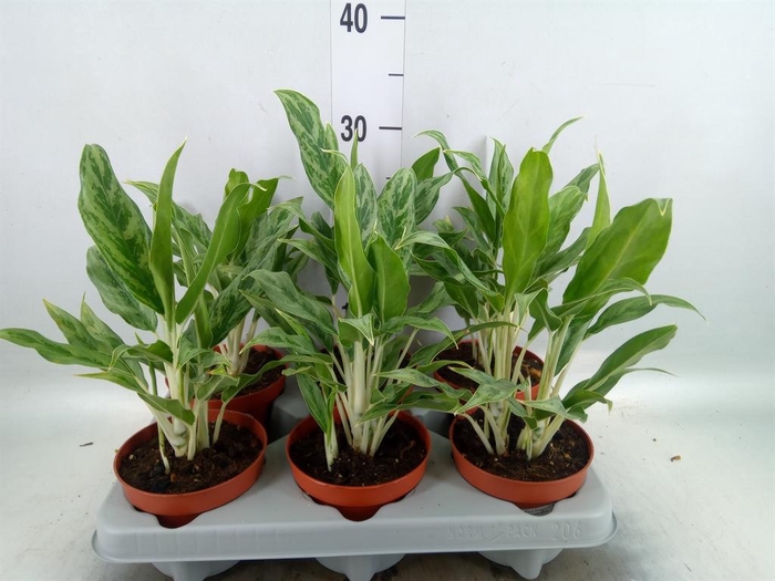 <h4>Aglaonema  'Greyhound'</h4>