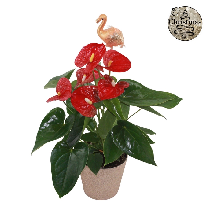 <h4>Anthurium XL.9 Jambo Red 12cm met gouden flamingo steker en in glitterpot</h4>