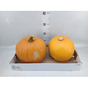 Cucurbita max. 'Halloween'