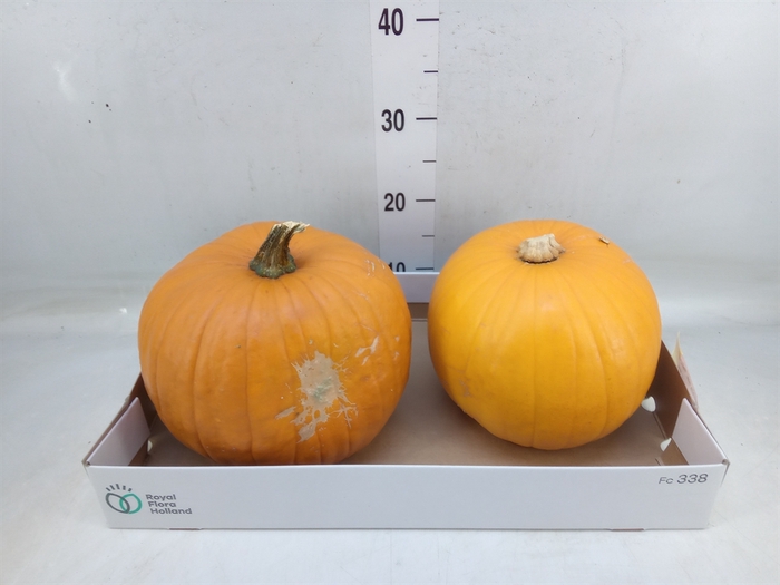 <h4>Cucurbita max. 'Halloween'</h4>