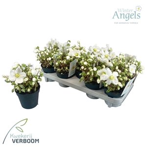 Helleborus niger 'Verboom Beauty'