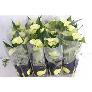 ANTHURIUM VANILLA P09 PREMIUM