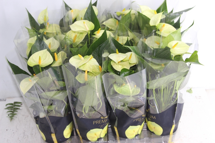 <h4>ANTHURIUM VANILLA P09 PREMIUM</h4>