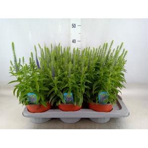 Veronica spicata