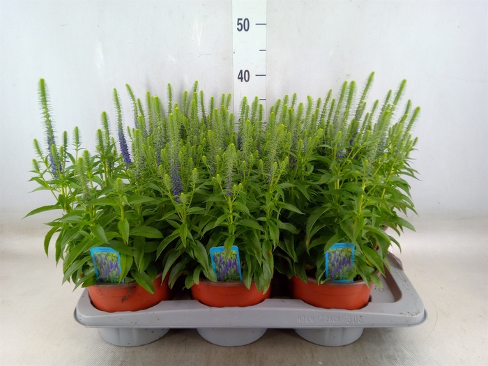 <h4>Veronica spicata</h4>