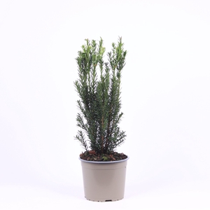 Taxus media Hillii