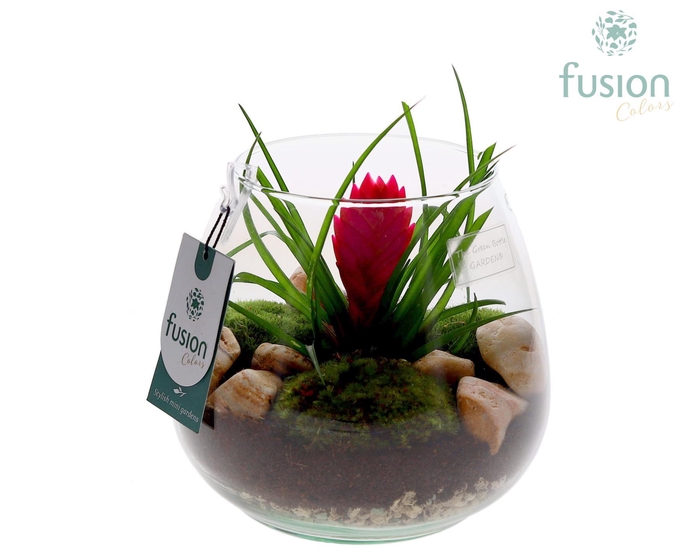 <h4>Green Bottle Abby Medium met Tillandsia</h4>