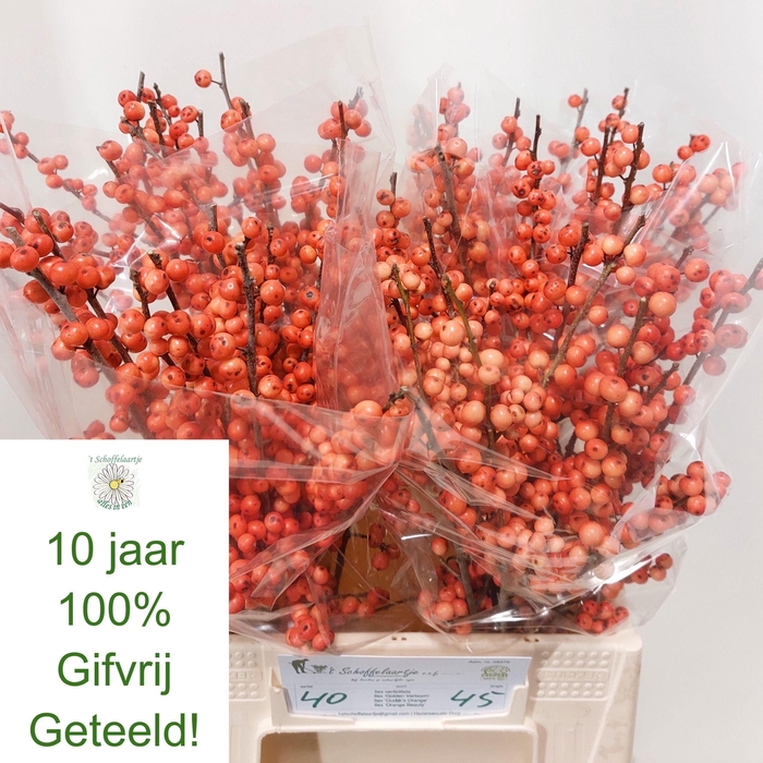 <h4>ILEX VE OUDIJ ORANGE</h4>
