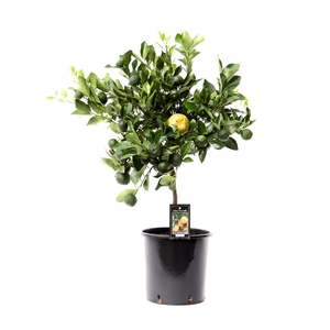 Citrofortunella Microcarpa Citrus Pursha