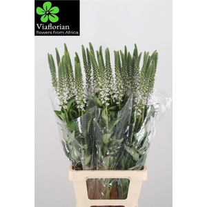 Lysim Clethroides