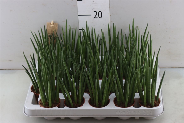 <h4>Sansevieria Mikado</h4>