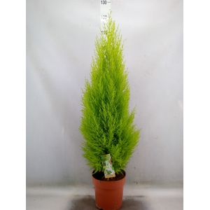 Cupressus macro. 'Goldcrest Wilma'