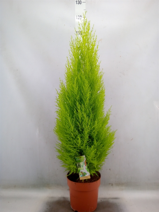<h4>Cupressus macro. 'Goldcrest Wilma'</h4>