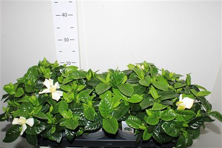<h4>Gardenia Jasminoides 4+</h4>