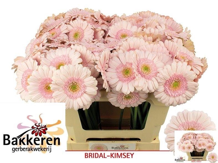 <h4>Ge Mi Bridal Kimsey</h4>