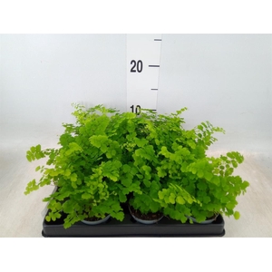 Adiantum raddi. 'Fritz-Luthi'