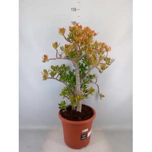 Crassula ovata 'Sunset'