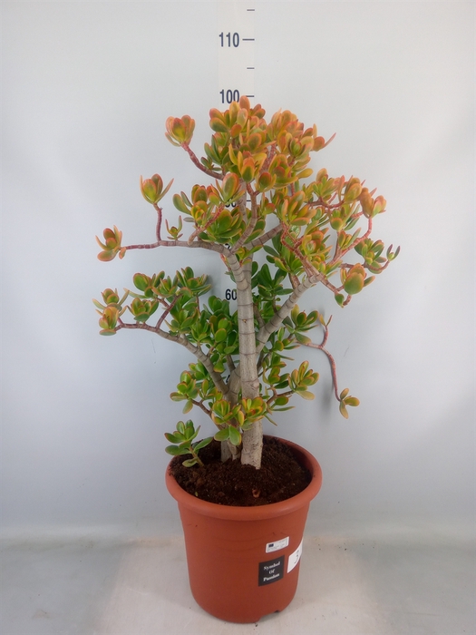 <h4>Crassula ovata 'Sunset'</h4>