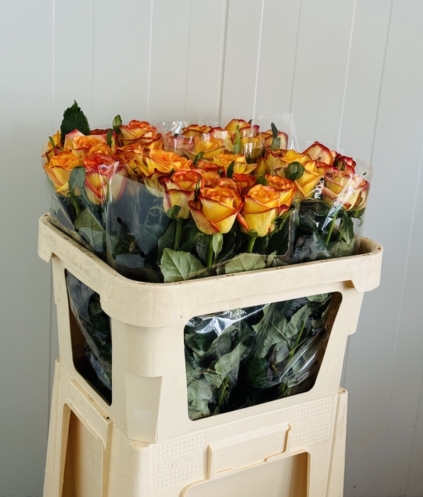 <h4>R Gr Catalunya Hulst</h4>