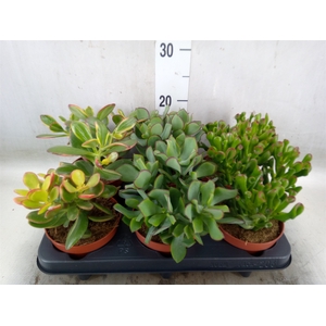 Crassula   ...mix