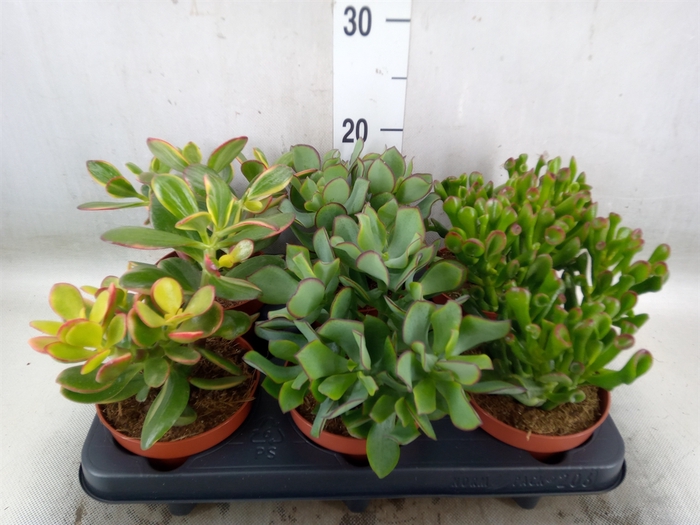 <h4>Crassula   ...mix</h4>