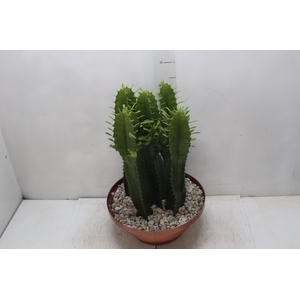 CACTUS EUPHORBIA MANDACARU C32 VARIADO