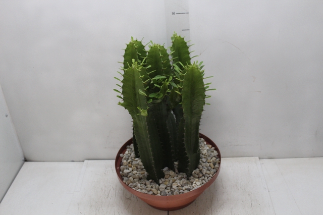 <h4>CACTUS EUPHORBIA MANDACARU C32 VARIADO</h4>