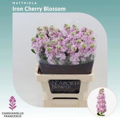 <h4>MATTH IRON CHERRY BL</h4>