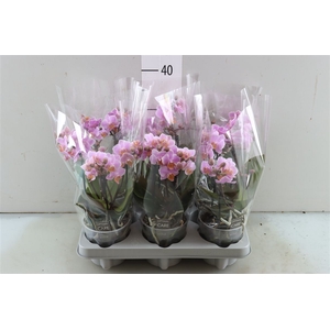 Phal Boquetto Pink 3-5 Tak