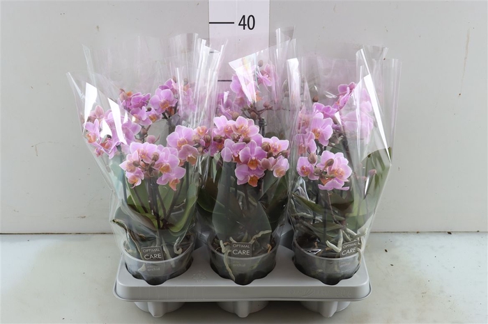 <h4>Phal Boquetto Pink 3-5 Tak</h4>