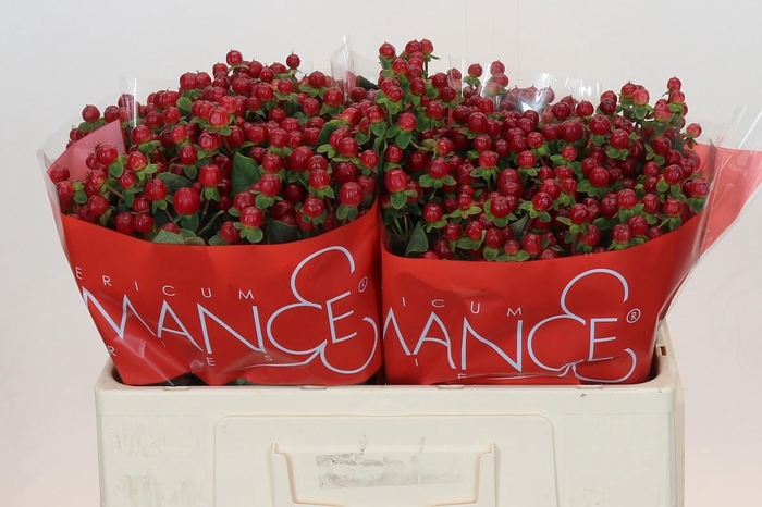 <h4>HYP RED LIGH ROMANCE</h4>