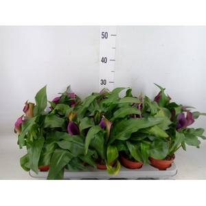 Zantedeschia  'Paco'