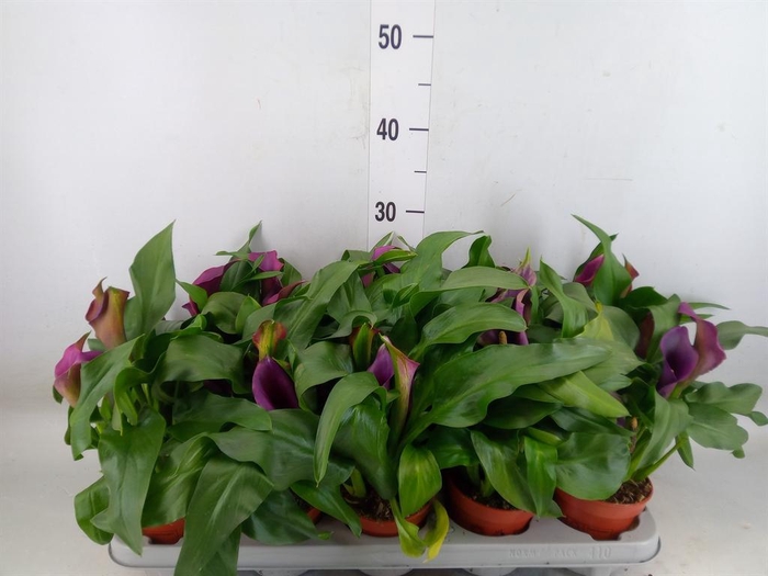 <h4>Zantedeschia 'Paco'</h4>