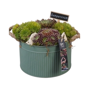PTS2790 Arrangement Sempervivum in metaal pot