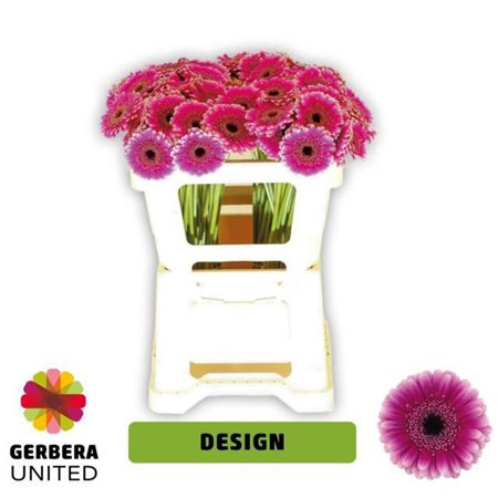 Ge Mi Design