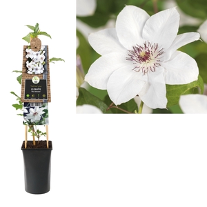 Clematis 'Miss Bateman' +3.0 label