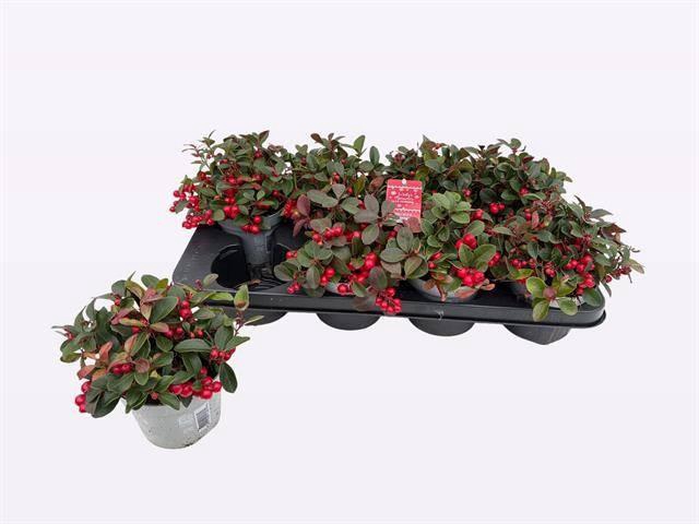 arr8 Gaulth Pr Ciao B Red