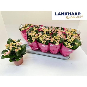 KAL GE PERFECTA PINK