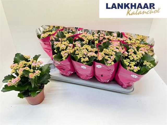 <h4>KAL GE PERFECTA PINK</h4>