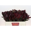 Leucadendron Saf Sunset Dark R.