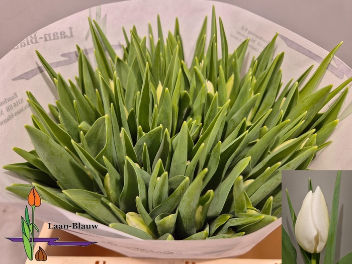 <h4>TU EN POLAR BEAR</h4>