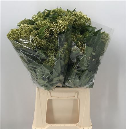 <h4>Pittosporum Rhombifolia Fiorito Verde</h4>