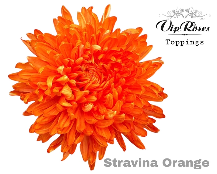 <h4>CHR G STRAVINA ORANGE</h4>
