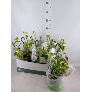 Epipremnum pinn. 'NJoy'